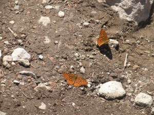 Butterflies on trail