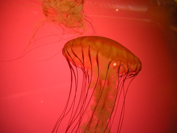 Jelly Fish at Shedd