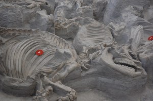 Ashfall Fossil Beds