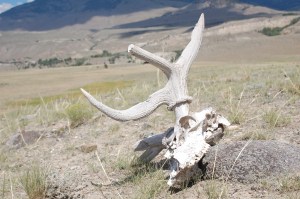 Antelope Skull