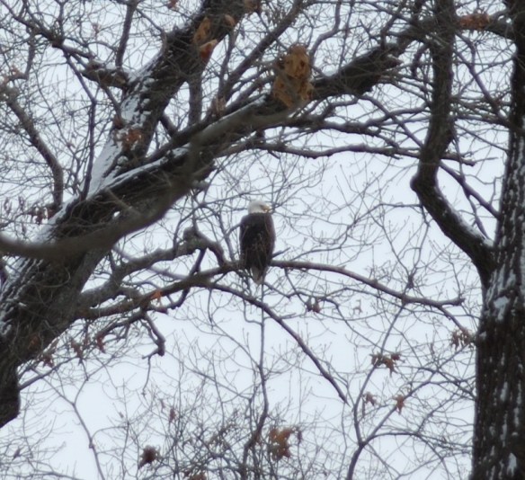 Bald Eagle at Starved Rock