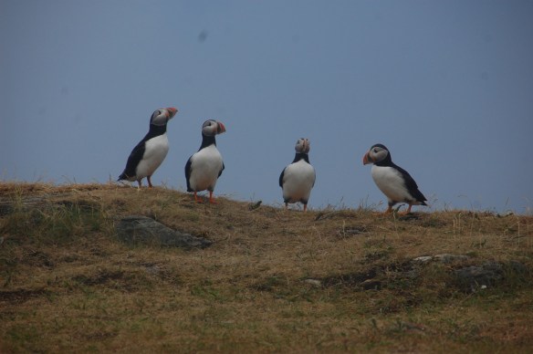 Four Puffins