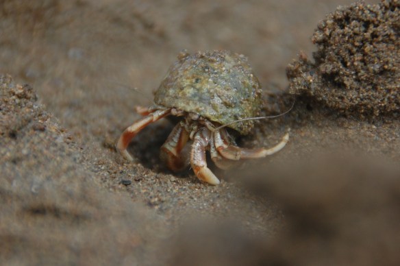 Hermit crab in action