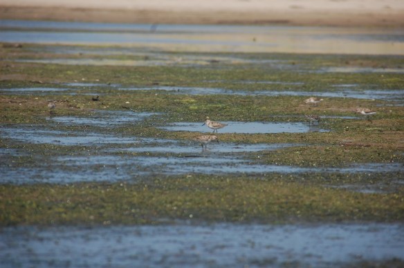 Piping Plovers