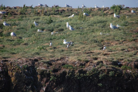 Seagulls and Puffins