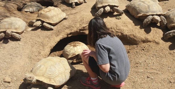 henna and the tortoises resized
