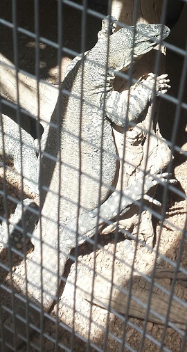 One of the many monitor lizards that call PHA home
