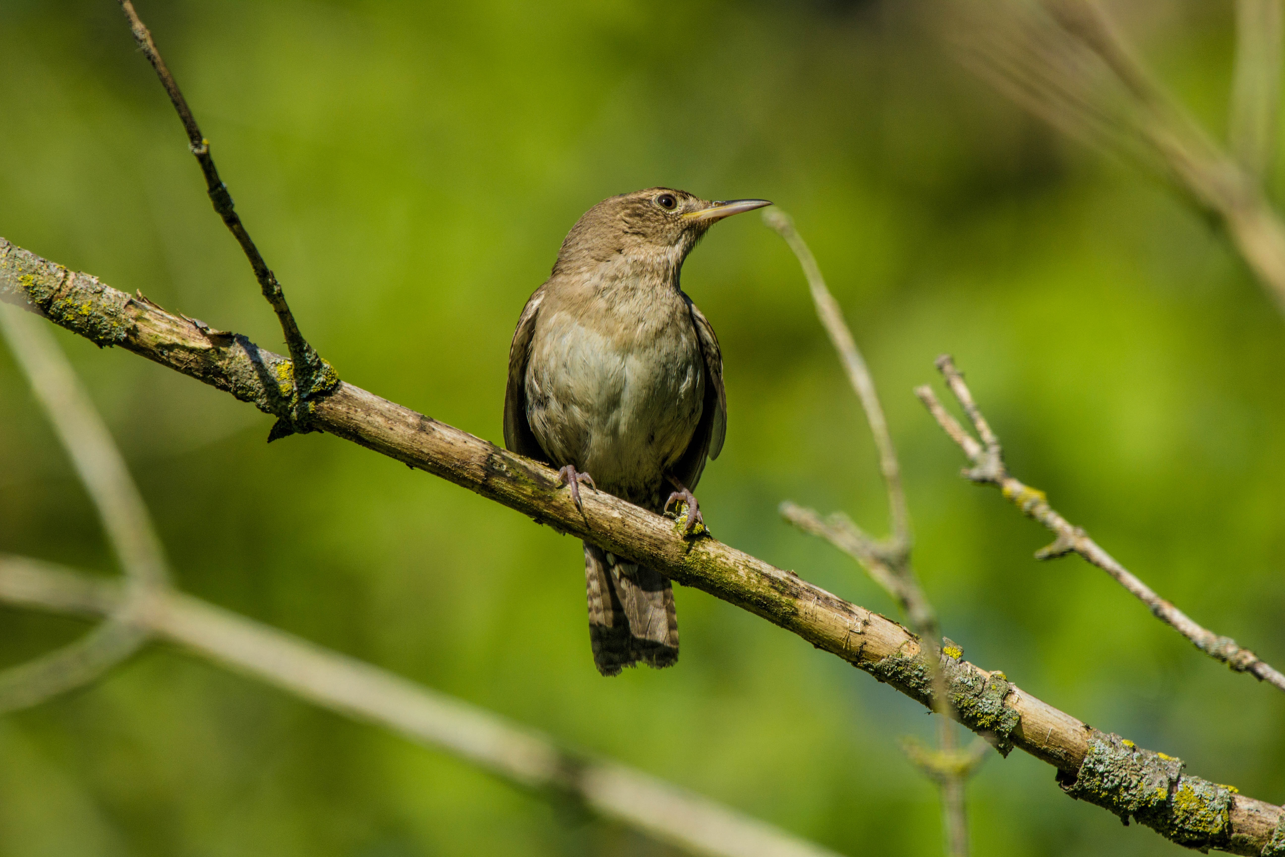 House Wren