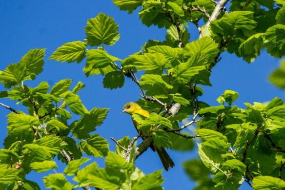 Orchard Oriole