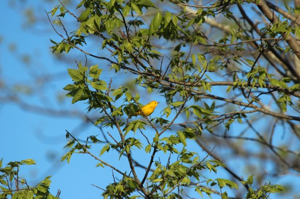 yellow warbler