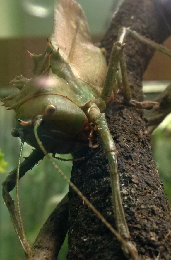 a face only a mother could love