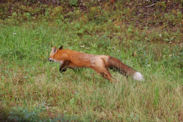 Just a bit past Dawson