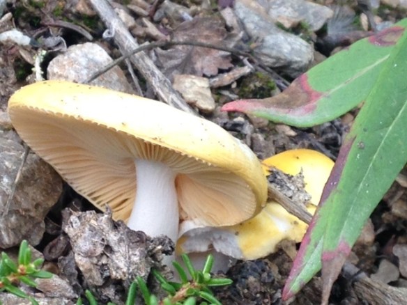 yellow shrooms