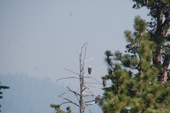 A trio of eagles perched over Lake Tahoe